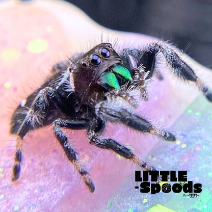 White-Banded Male Regal Jumping Spider | Pandora-1-18