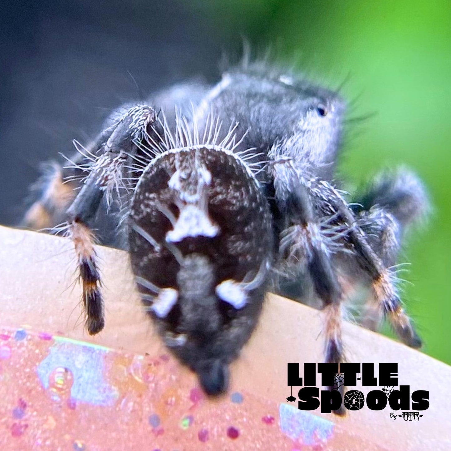 White-Banded Male Regal Jumping Spider | Pandora-1-18