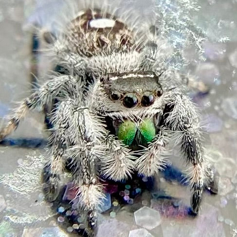 white recessive regal jumping spider juvenile male with green chelicerae