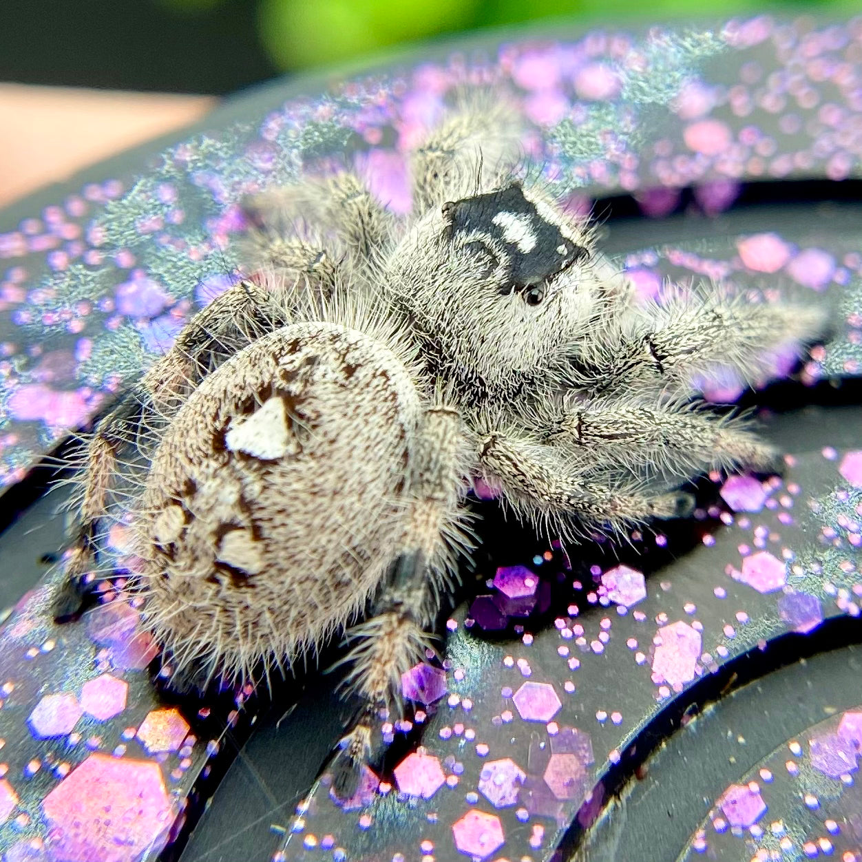 White Regal jumping spider female back view of her belly