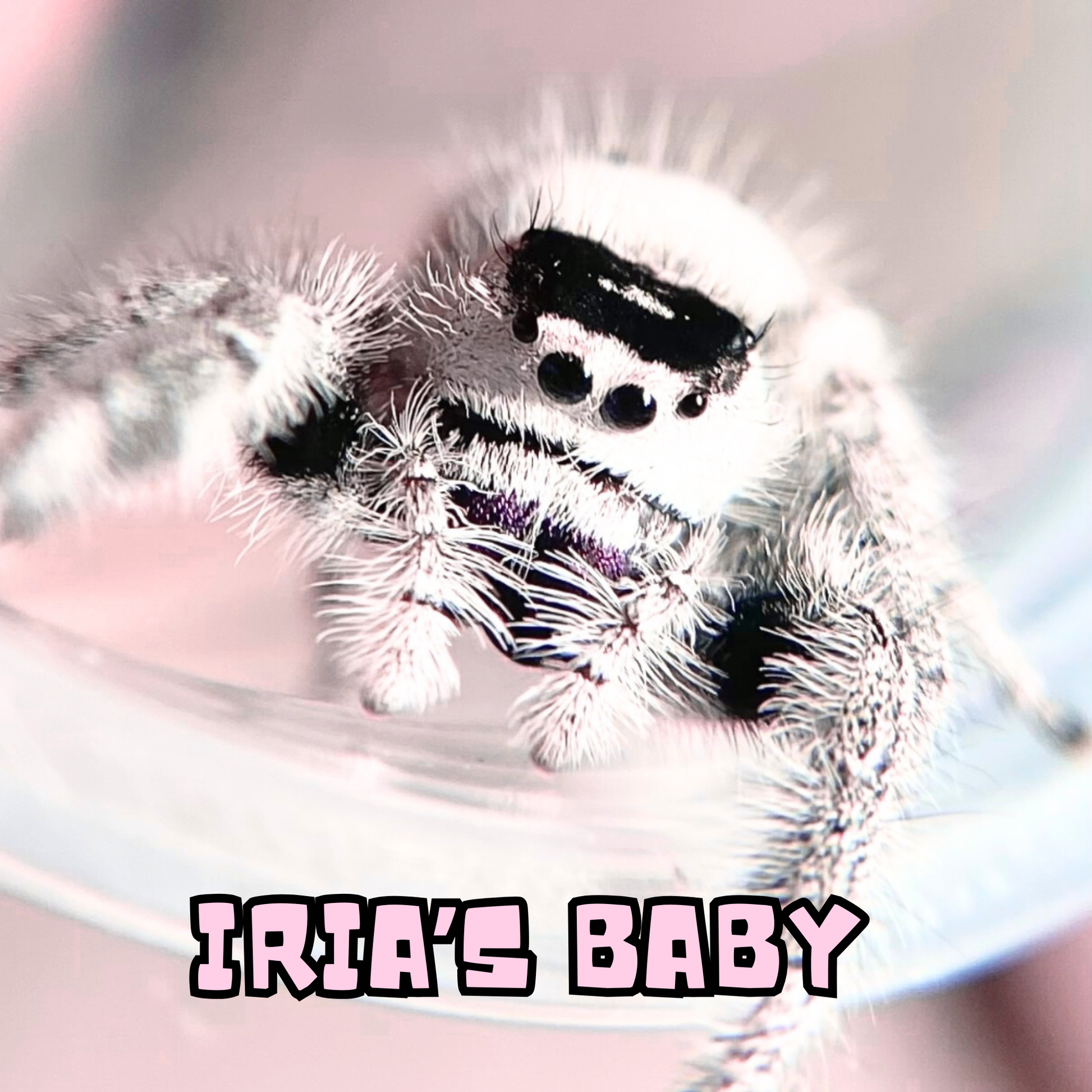 High white adult female Regal jumping spider for sale - Phidippus Regius - White Bahamas