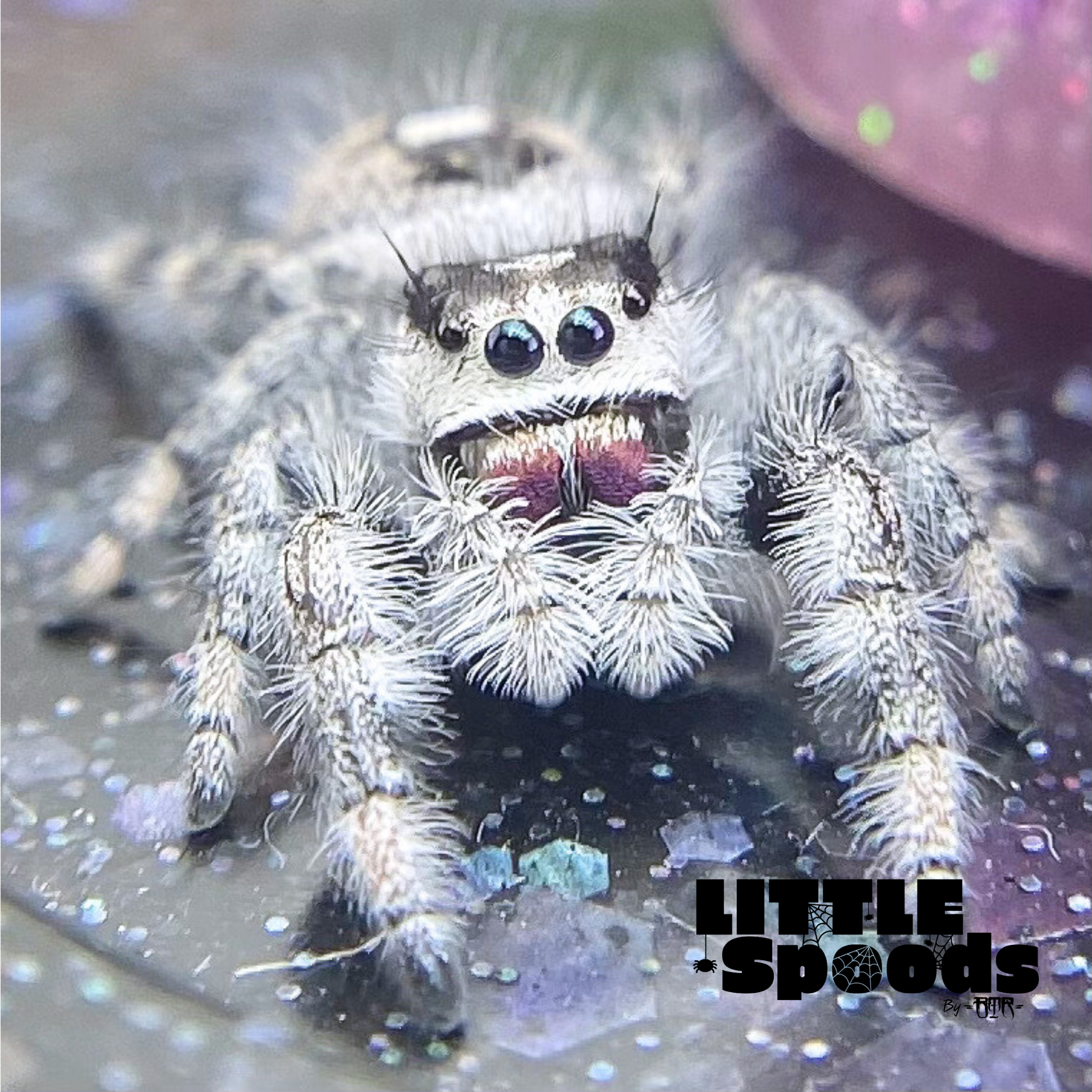 White Regal jumping spider juvenile female for sale
