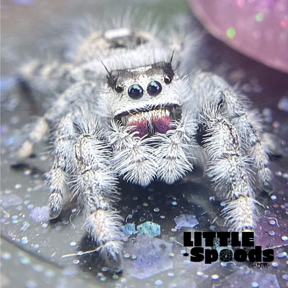 White Regal jumping spider juvenile female for sale