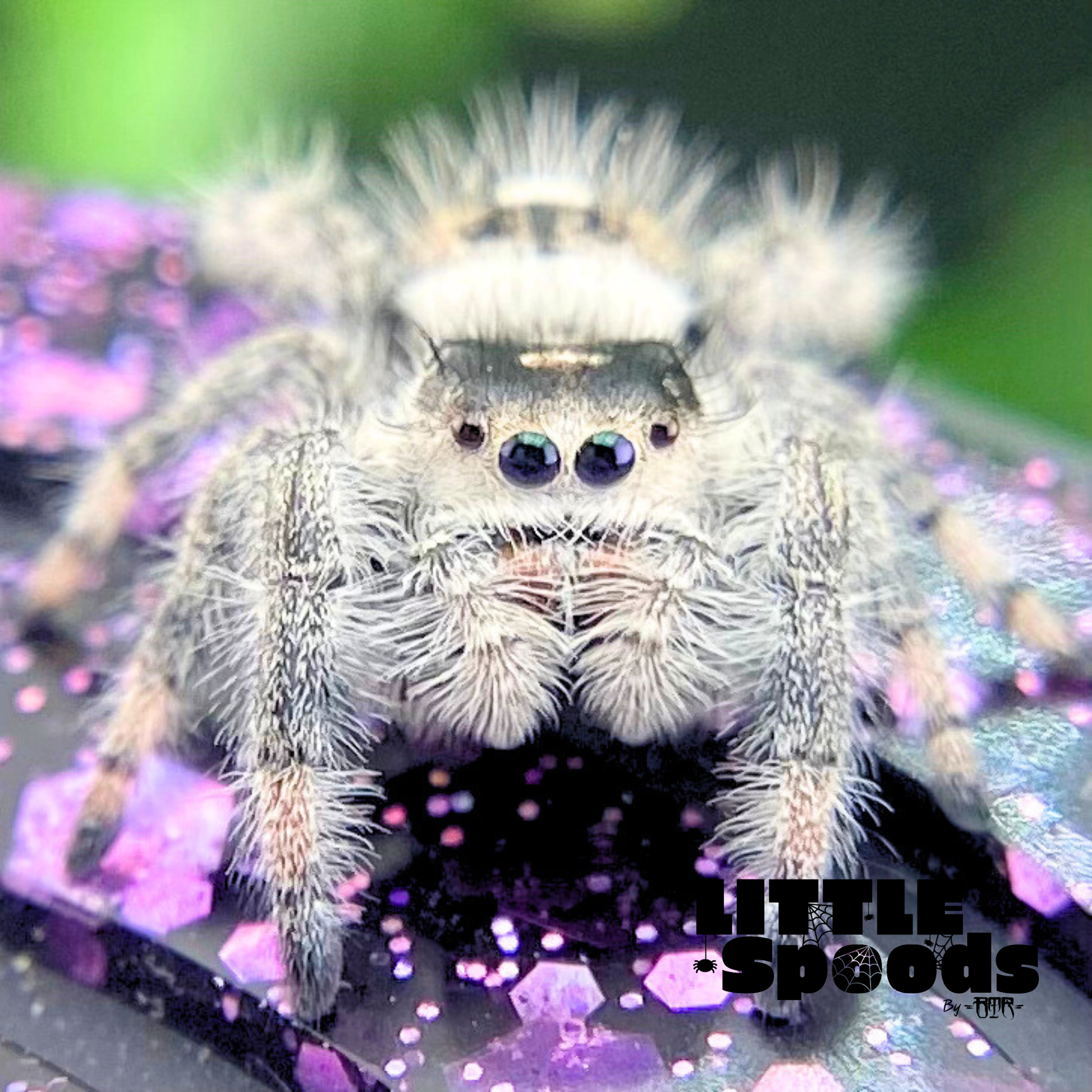 White Regal jumping spider for sale Front view