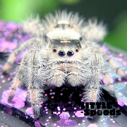 White Regal jumping spider for sale Front view