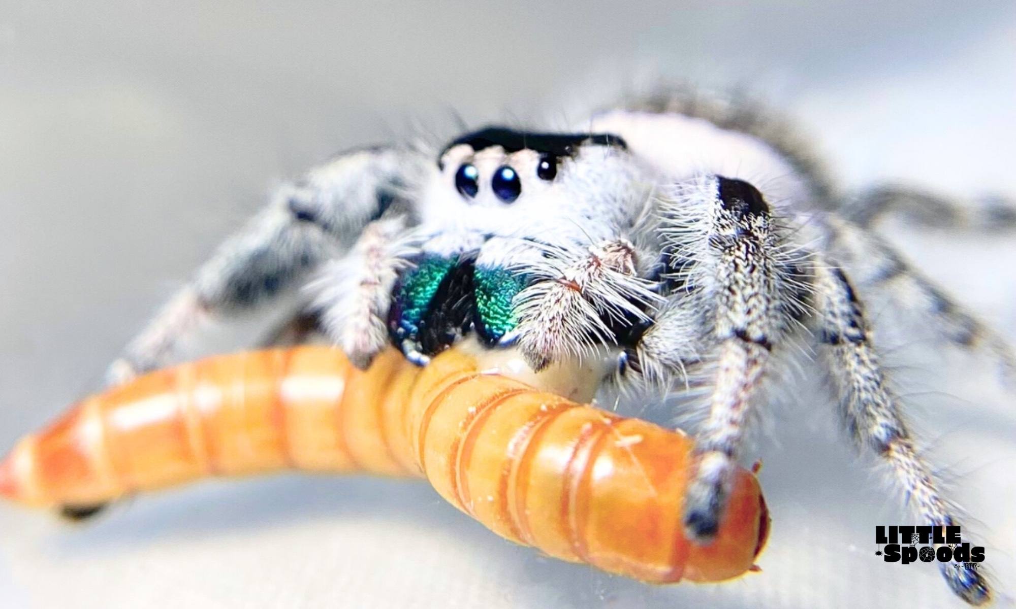 White female regal jumping spider with green chels eating a mealworm closeup