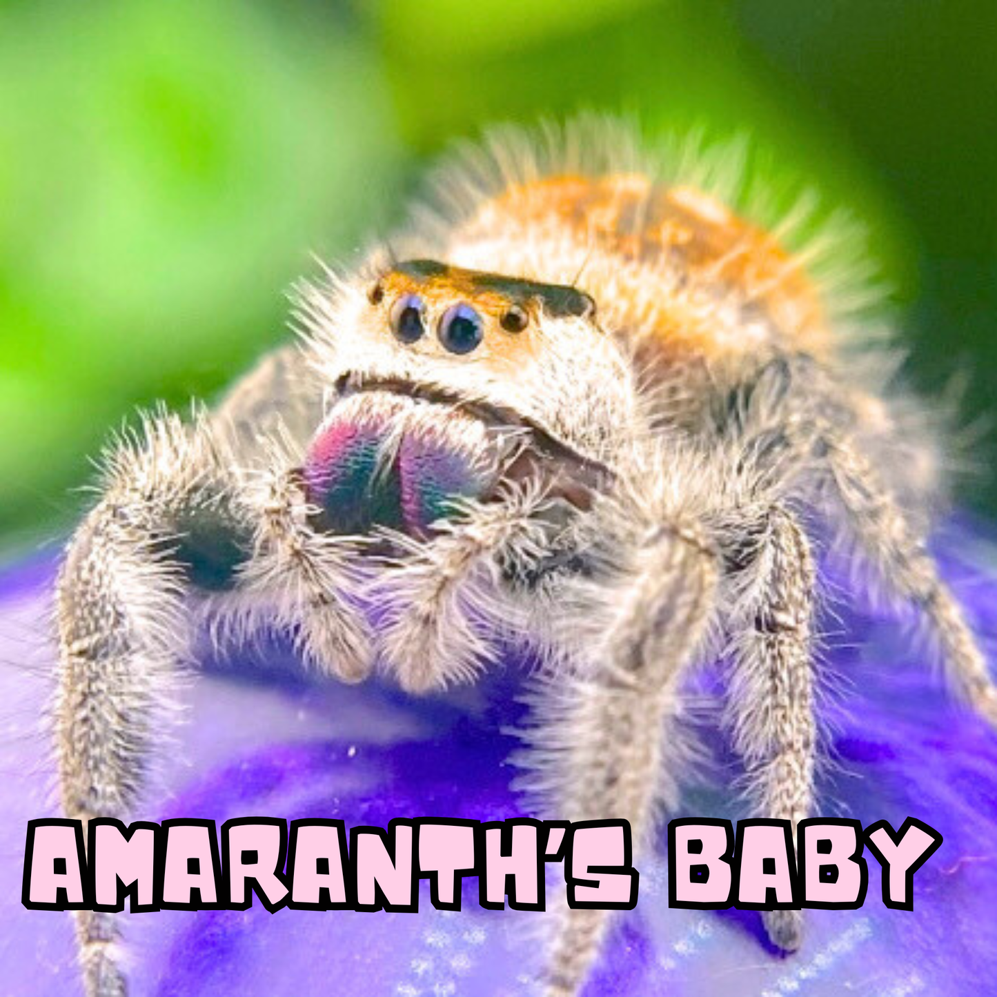 Amaranth, female Regal jumping spider (Phidippus regius) – High Orange lineage mother