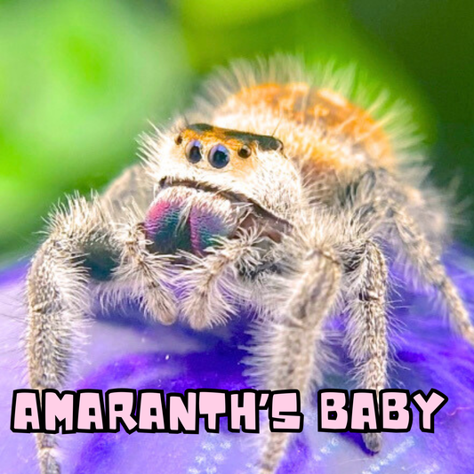Amaranth, female Regal jumping spider (Phidippus regius) – High Orange lineage mother