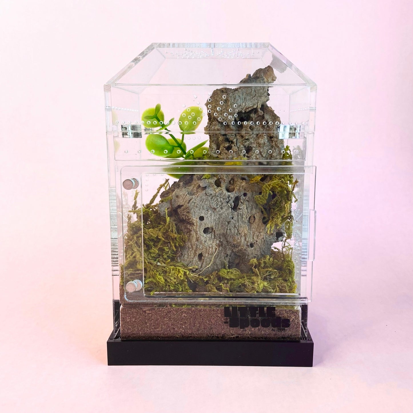 Naturalistic bioactive-style Imaginarium jumping spider enclosure with plants and natural decor