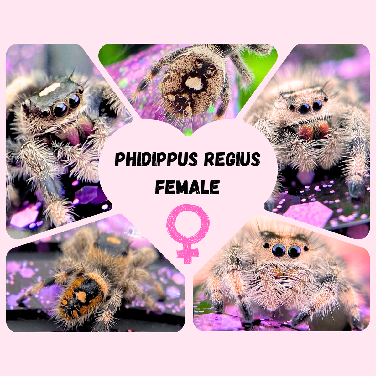 Female Regal jumping spiders Phidippus regius shown in a variety of colors and patterns for a mystery pick