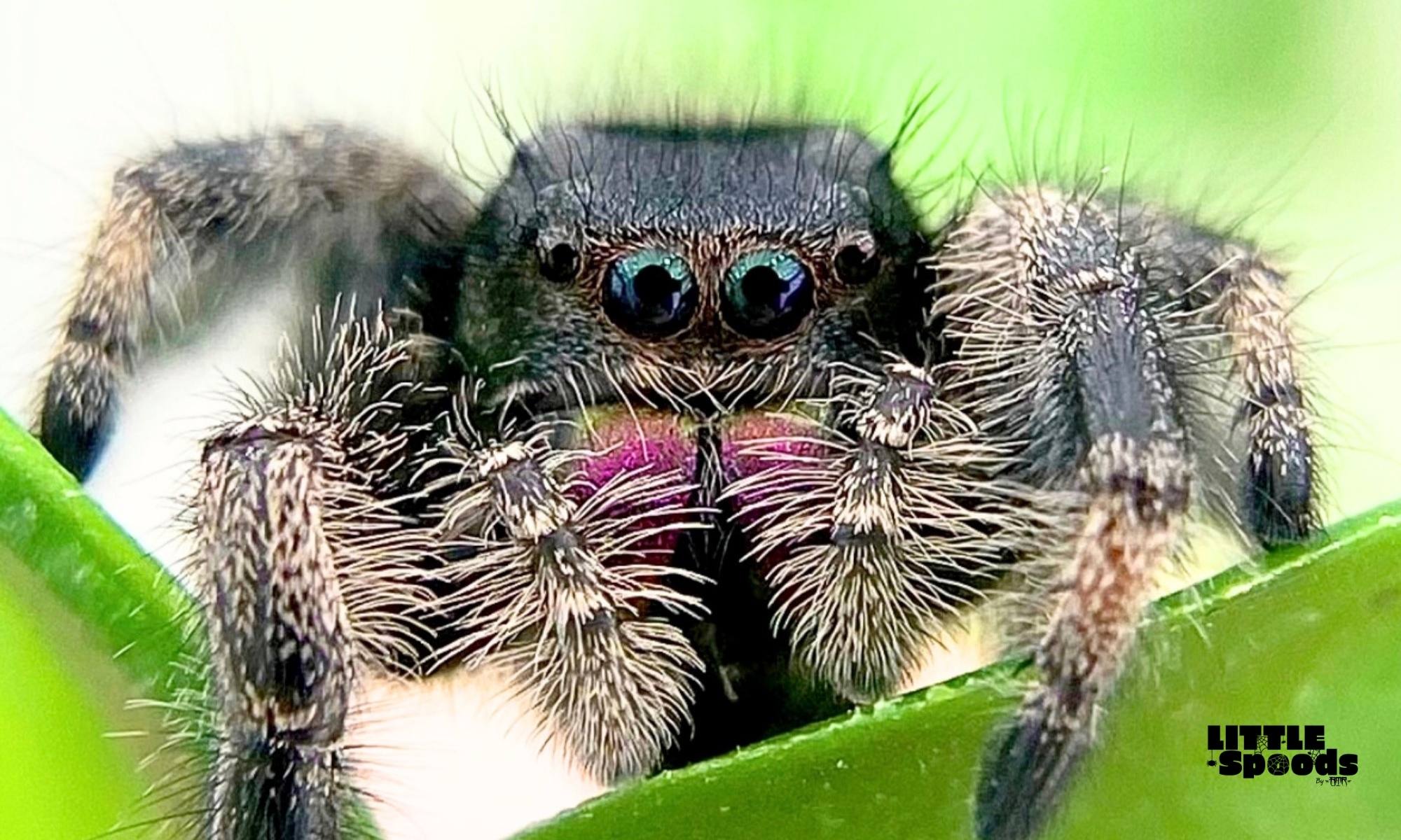 Dark female regal jumping spider on green leaves closeup