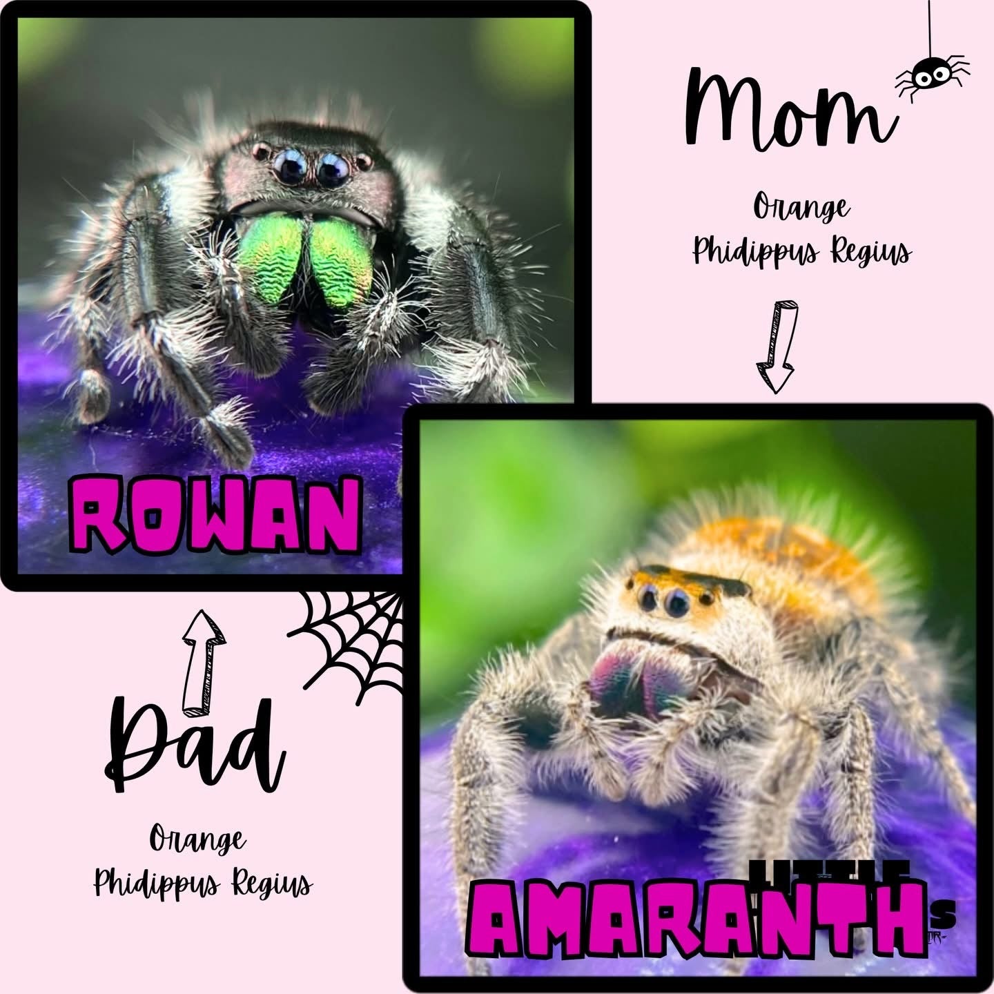 Amaranth and Rowan -Male and female Regal jumping spider (Phidippus regius) – High Orange lineage parents