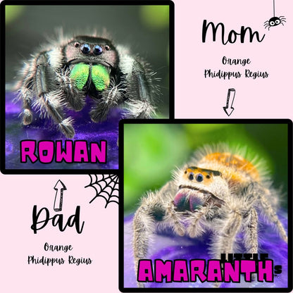 Amaranth and Rowan -Male and female Regal jumping spider (Phidippus regius) – High Orange lineage parents