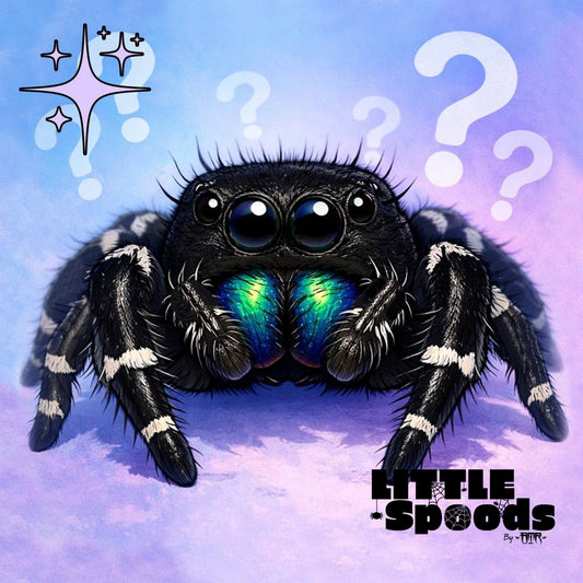 Mystery regal jumping spider male illustration – example spider