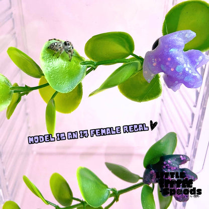 Regal jumping spider exploring artificial foliage on a magnetic plant ledge inside its enclosure