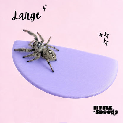 Large magnetic jumping spider ledge with a jumping spider perched on it