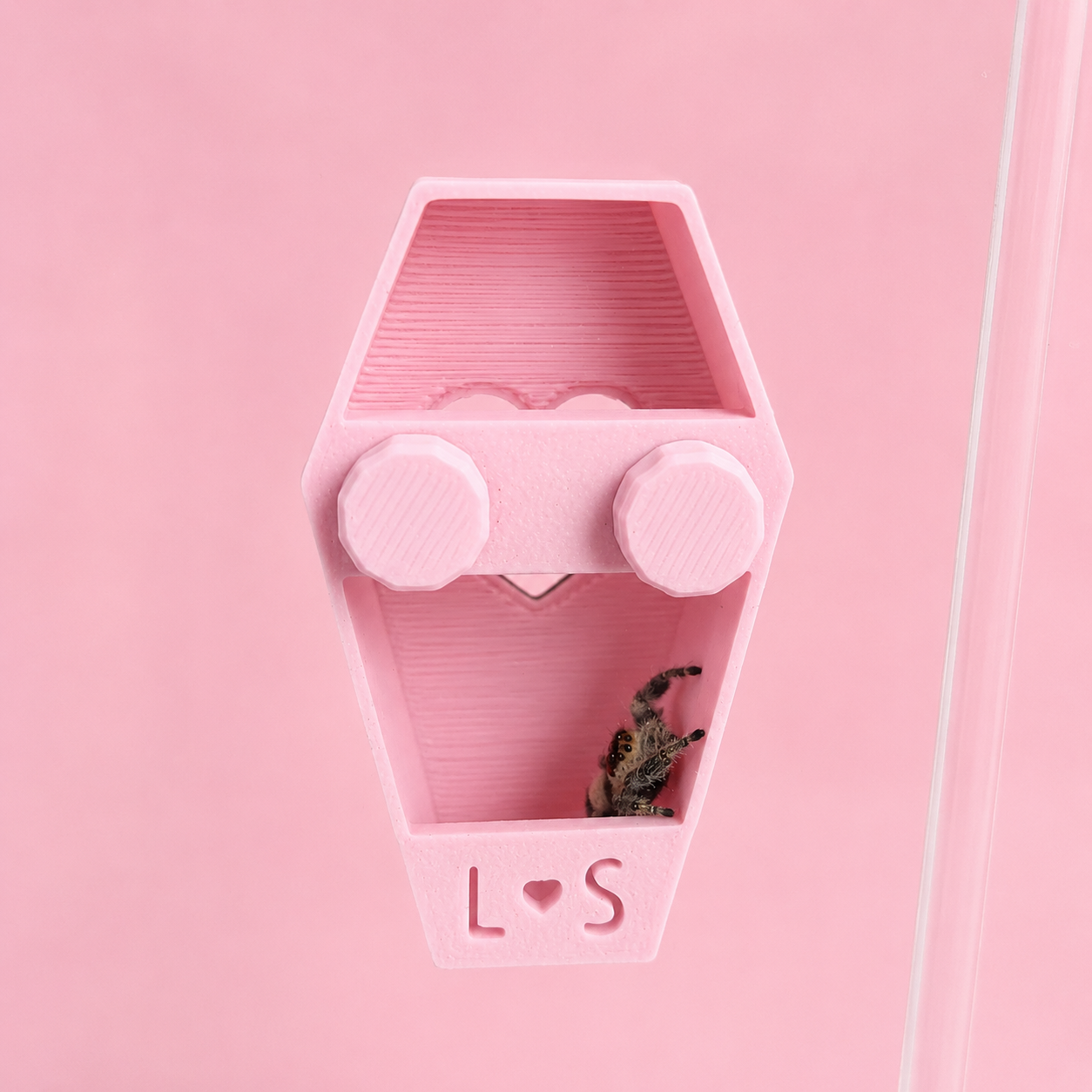 Back of magnetic coffin hide showing open interior with jumping spider inside and hidden magnets