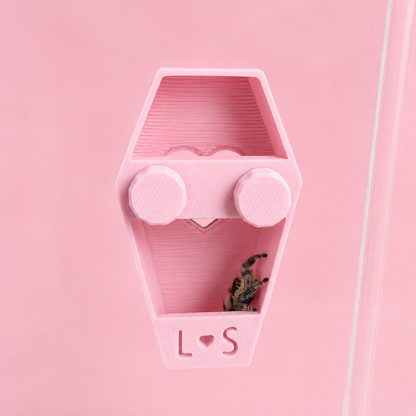 Back of magnetic coffin hide showing open interior with jumping spider inside and hidden magnets