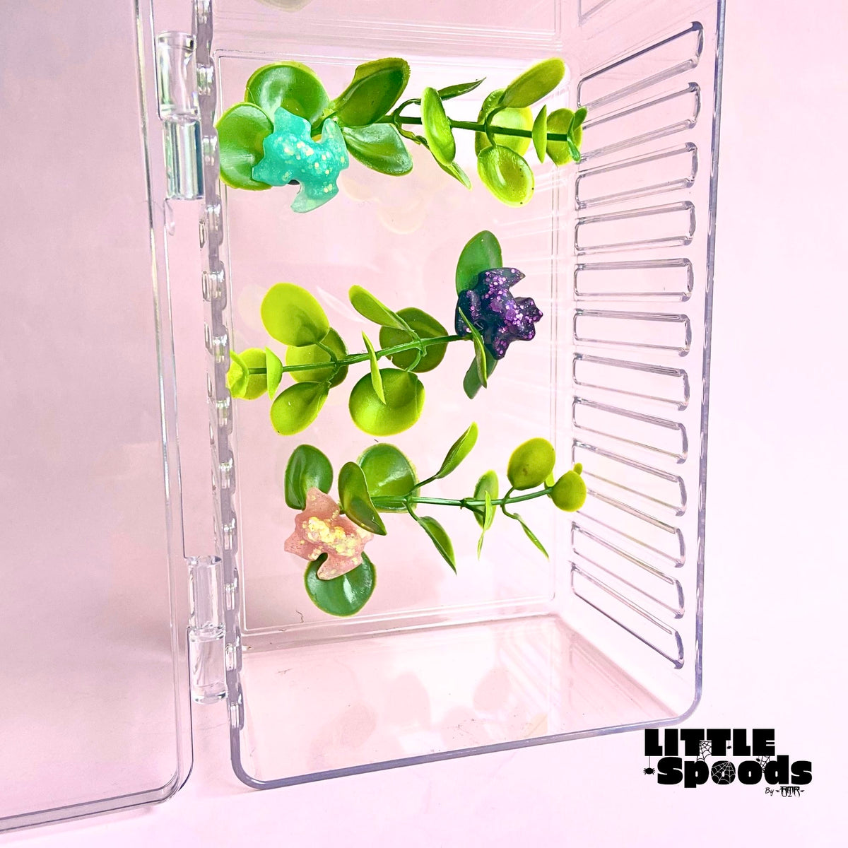 Magnetic jumping spider plant ledges arranged inside a clear enclosure to create greenery and climbing spaces