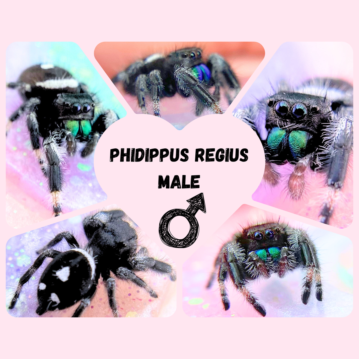 Male Regal jumping spiders Phidippus regius shown in a variety of chelicerae colors and patterns for a mystery pick