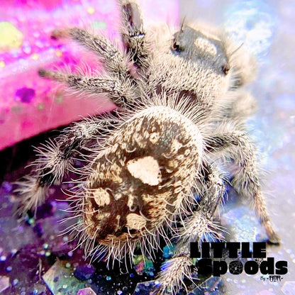 Marion, a female Regal jumping spider showing her beautifully speckled abdomen