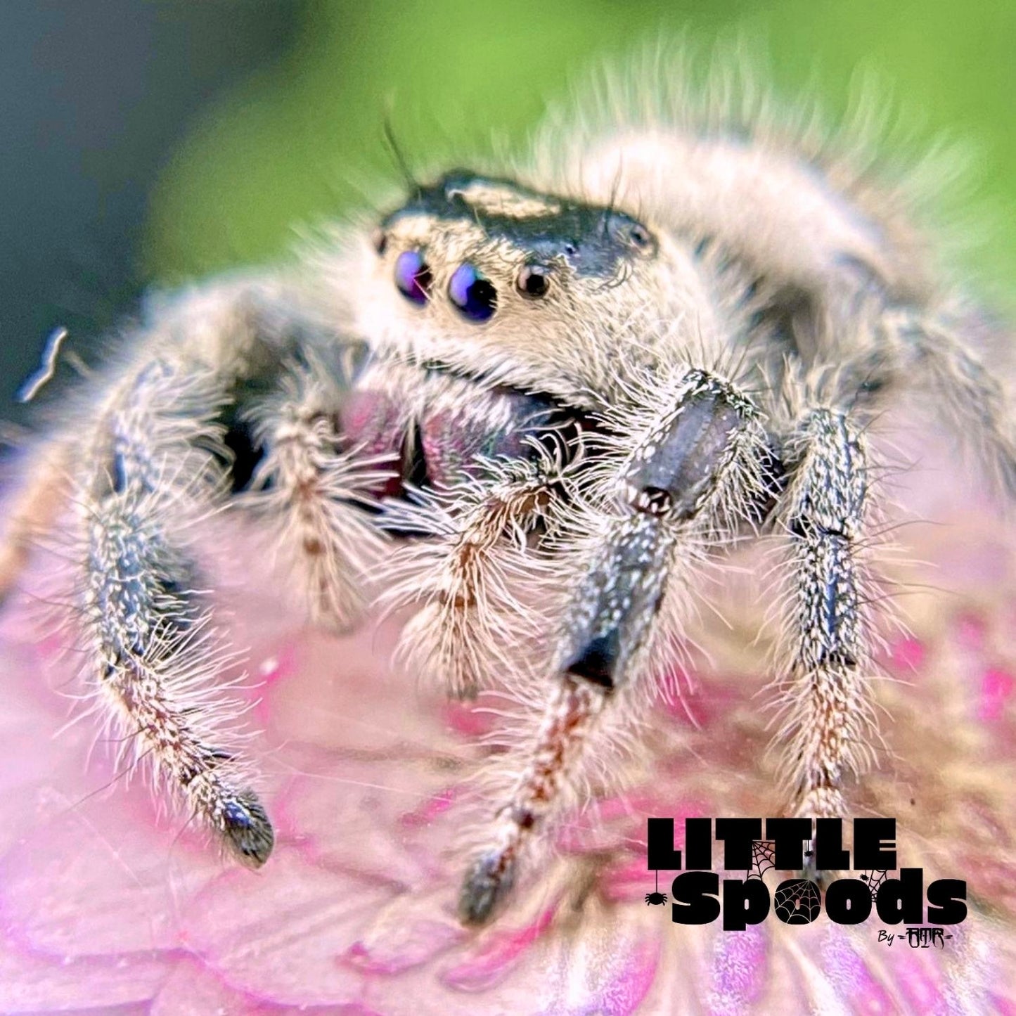Marion, the creamy female Regal jumping spider (Phidippus regius) from this pairing.