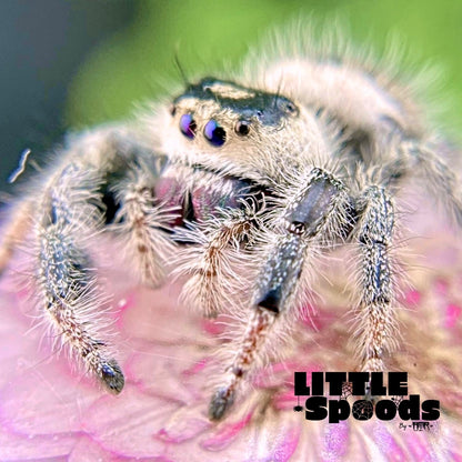 Marion, the creamy female Regal jumping spider (Phidippus regius) from this pairing.