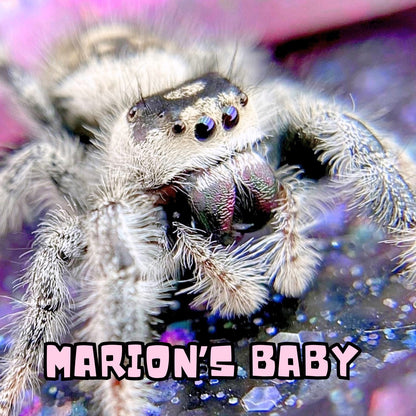 Captive-bred Regal jumping spider mystery pick from the Marion × Wallace pairing at Little Spoods.