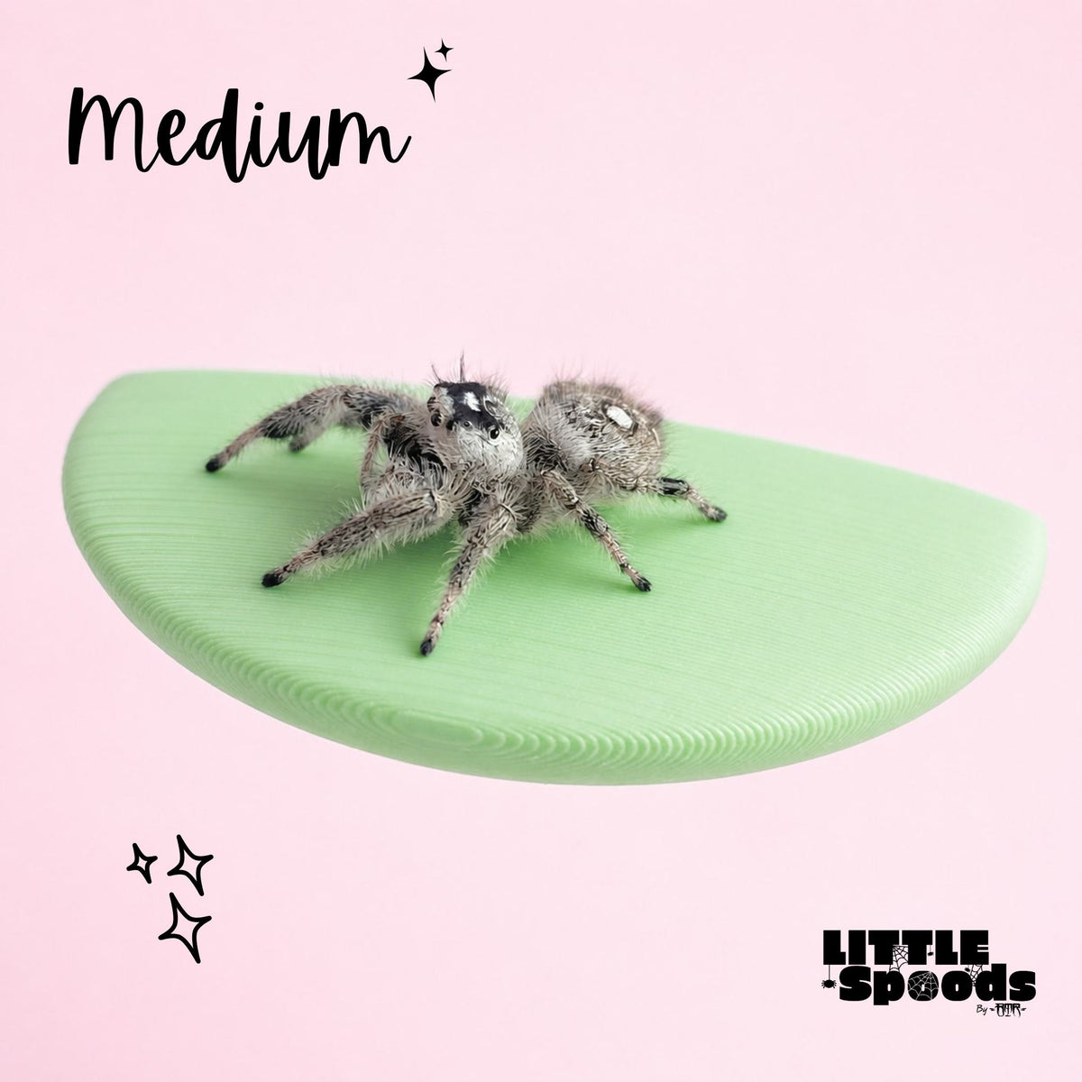 Medium magnetic jumping spider ledge with a jumping spider perched on it