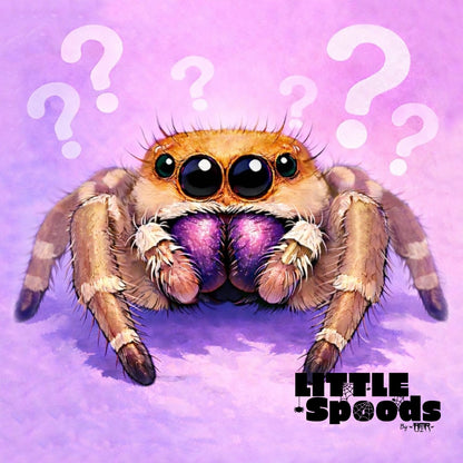 Mystery regal jumping spider female illustration – example spider