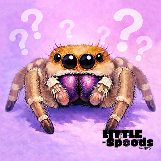 Mystery regal jumping spider female illustration – example spider