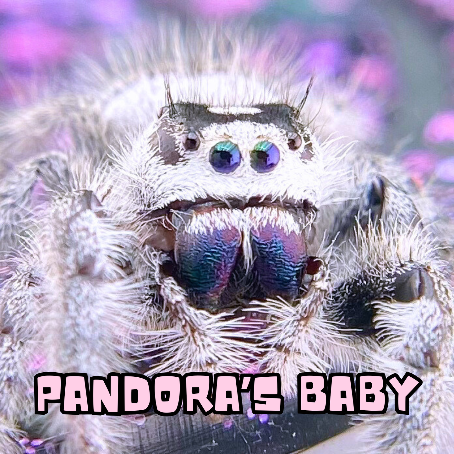 Captive-bred Regal jumping spider mystery pick from the Pandora × Marius White Line pairing at Little Spoods.