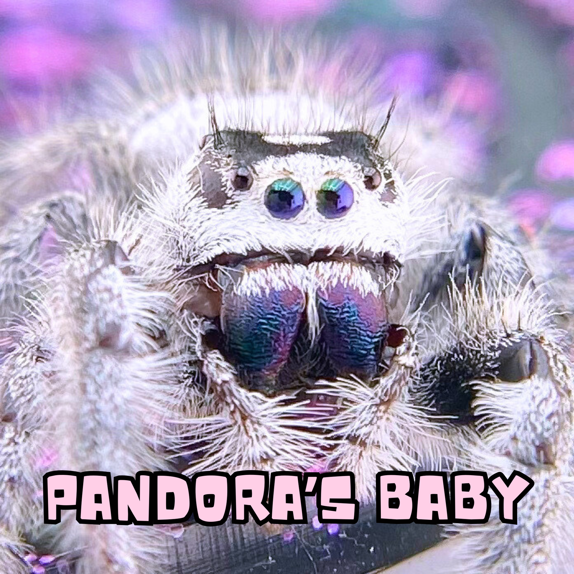 Captive-bred Regal jumping spider mystery pick from the Pandora × Marius White Line pairing at Little Spoods.