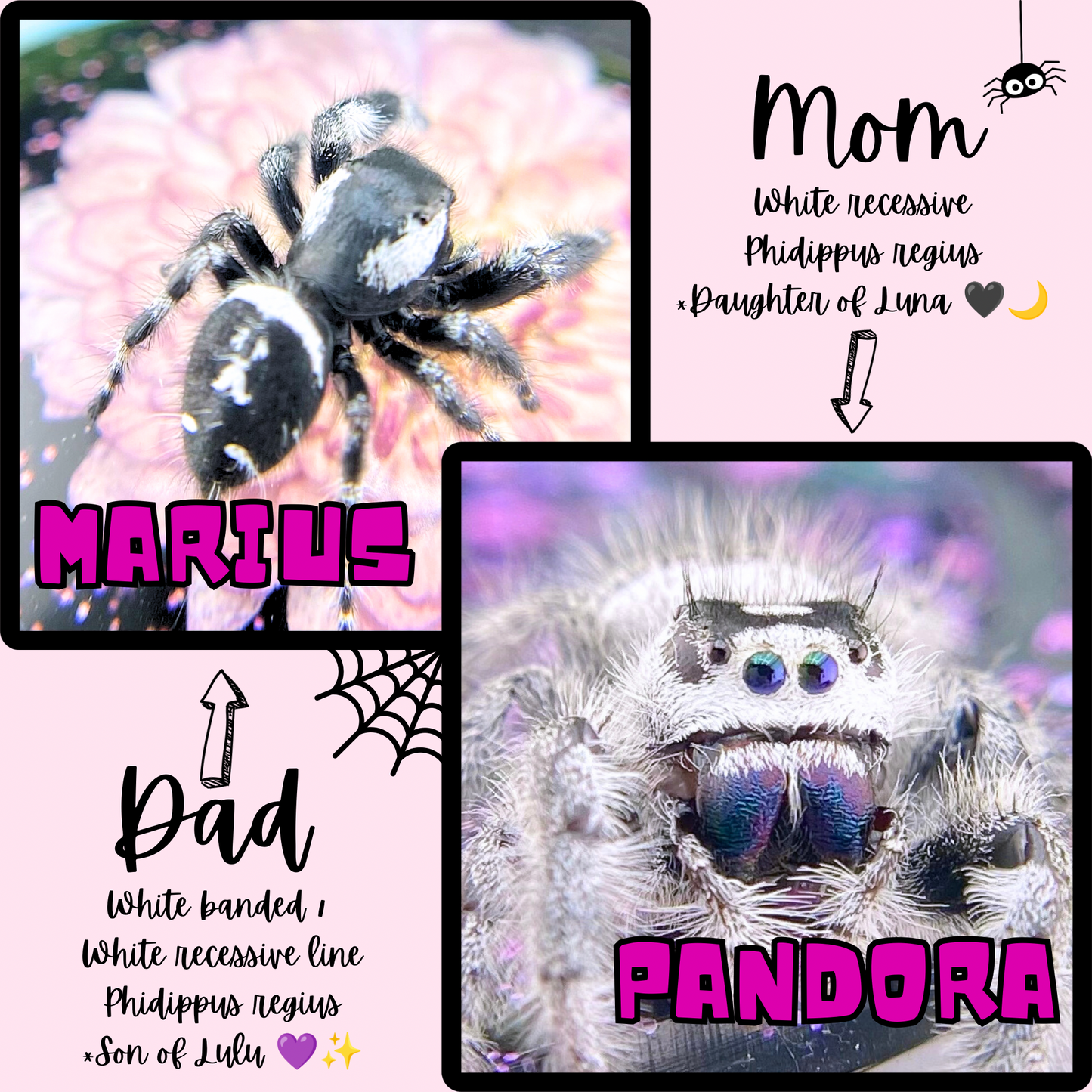 Pandora and Marius, the parents of this captive-bred Regal jumping spider White Line mystery pick.