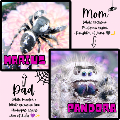 Pandora and Marius, the parents of this captive-bred Regal jumping spider White Line mystery pick.