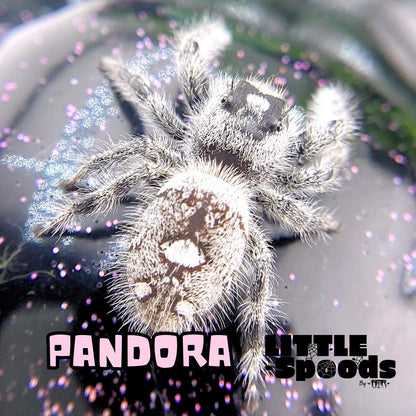 Pandora, a female Regal jumping spider displaying her white coloration and unique abdominal markings.