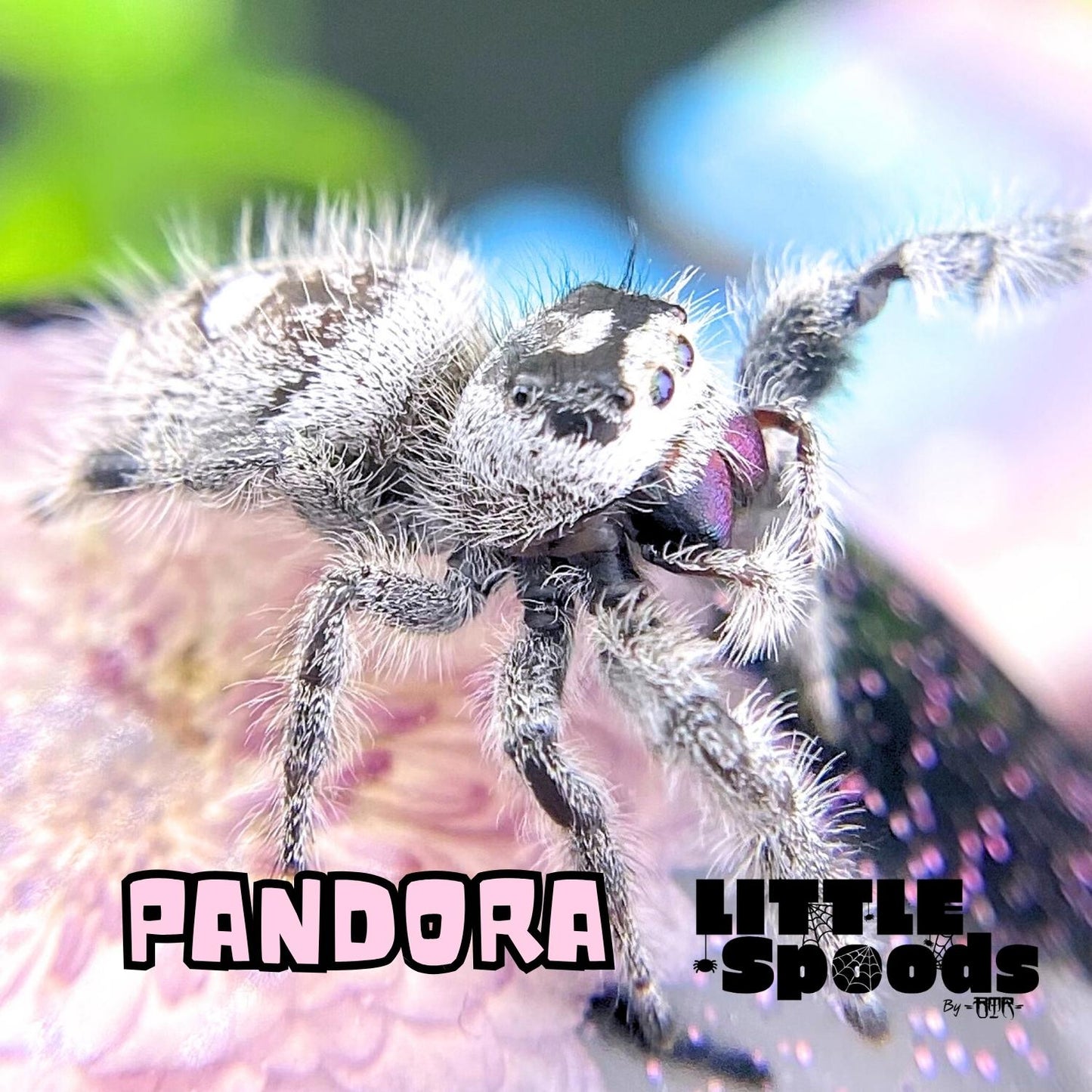 Side view of Pandora, a High White Regal jumping spider (Phidippus regius) from the White Line breeding project.