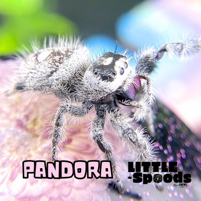 Side view of Pandora, a High White Regal jumping spider (Phidippus regius) from the White Line breeding project.