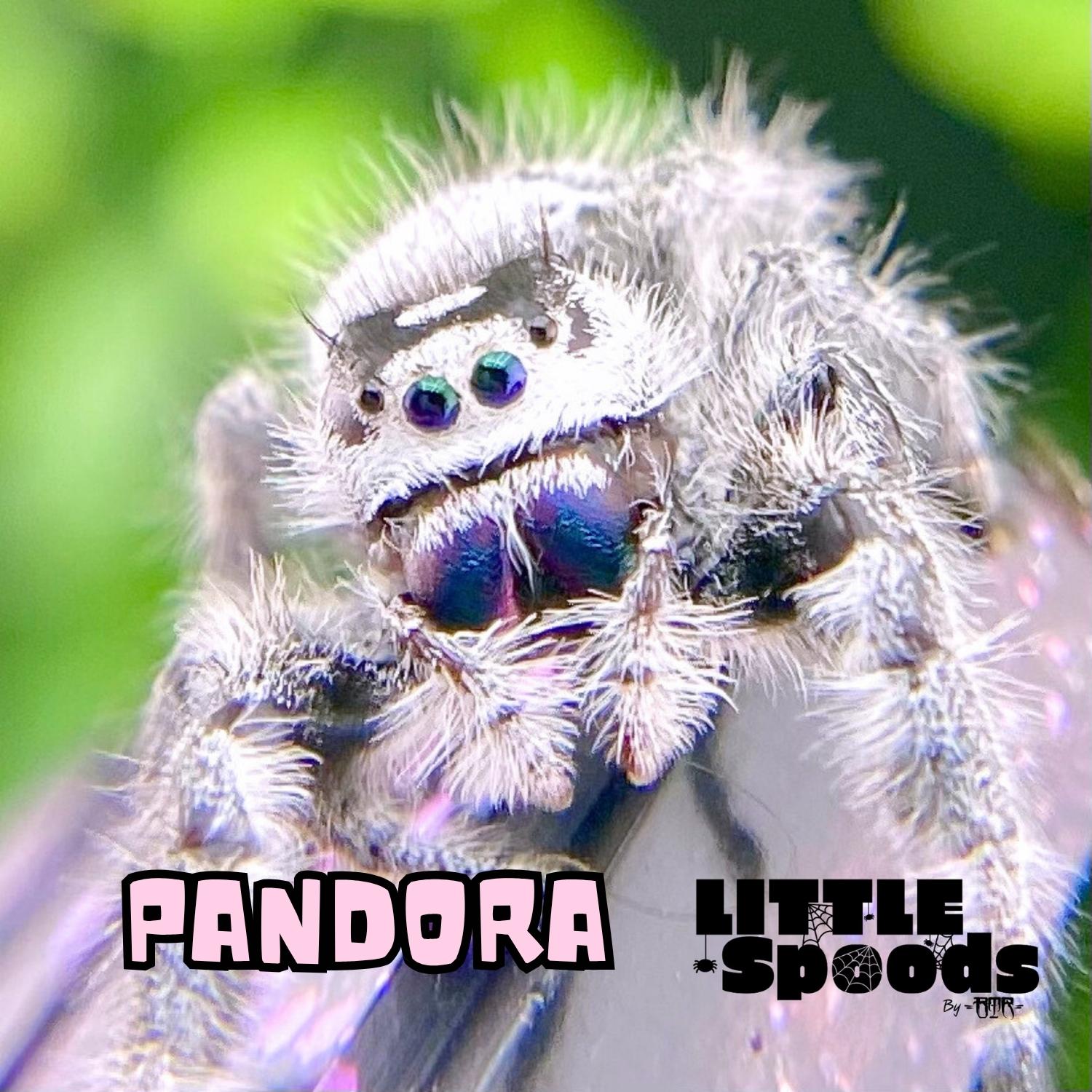 Pandora, a High White and White Recessive female Regal jumping spider (Phidippus regius) with beautiful purple chelicerae.