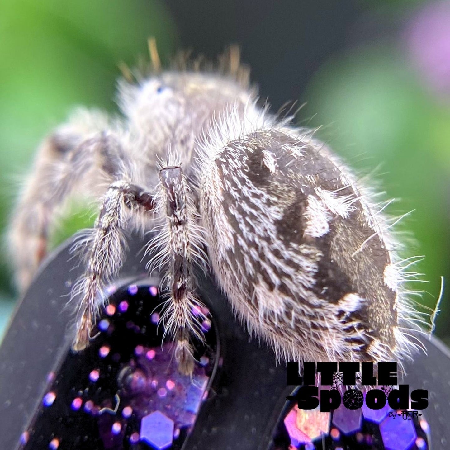 Rear view of white Phidippus otiosus female 