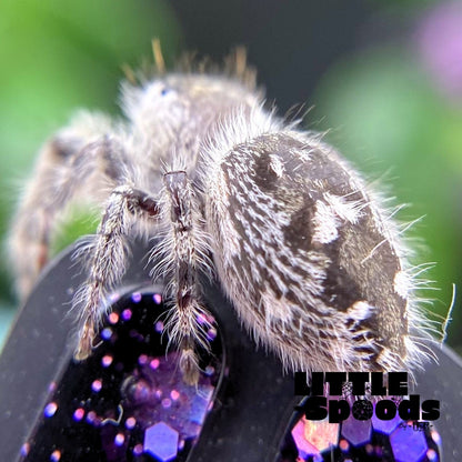 Rear view of white Phidippus otiosus female 
