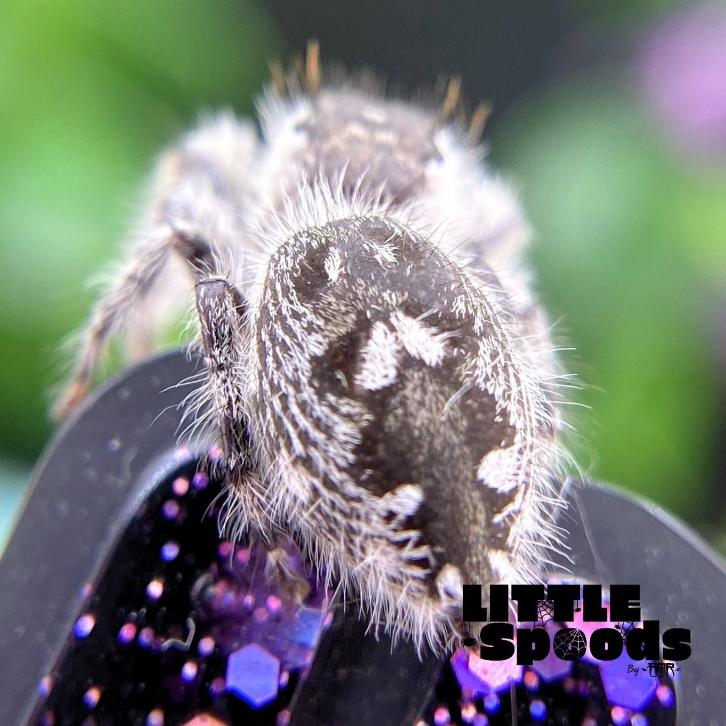Back markings of a white Phidippus otiosus female jumping spider