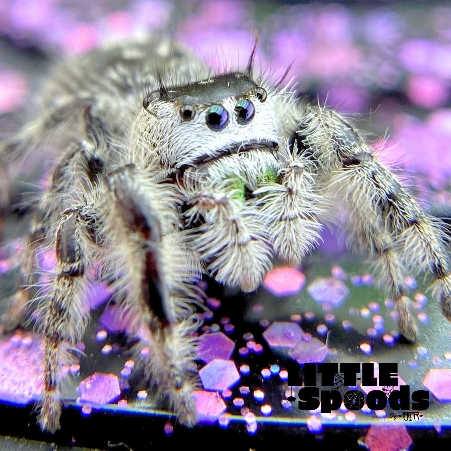 Close-up picture of white Phidippus otiosus jumping spider female