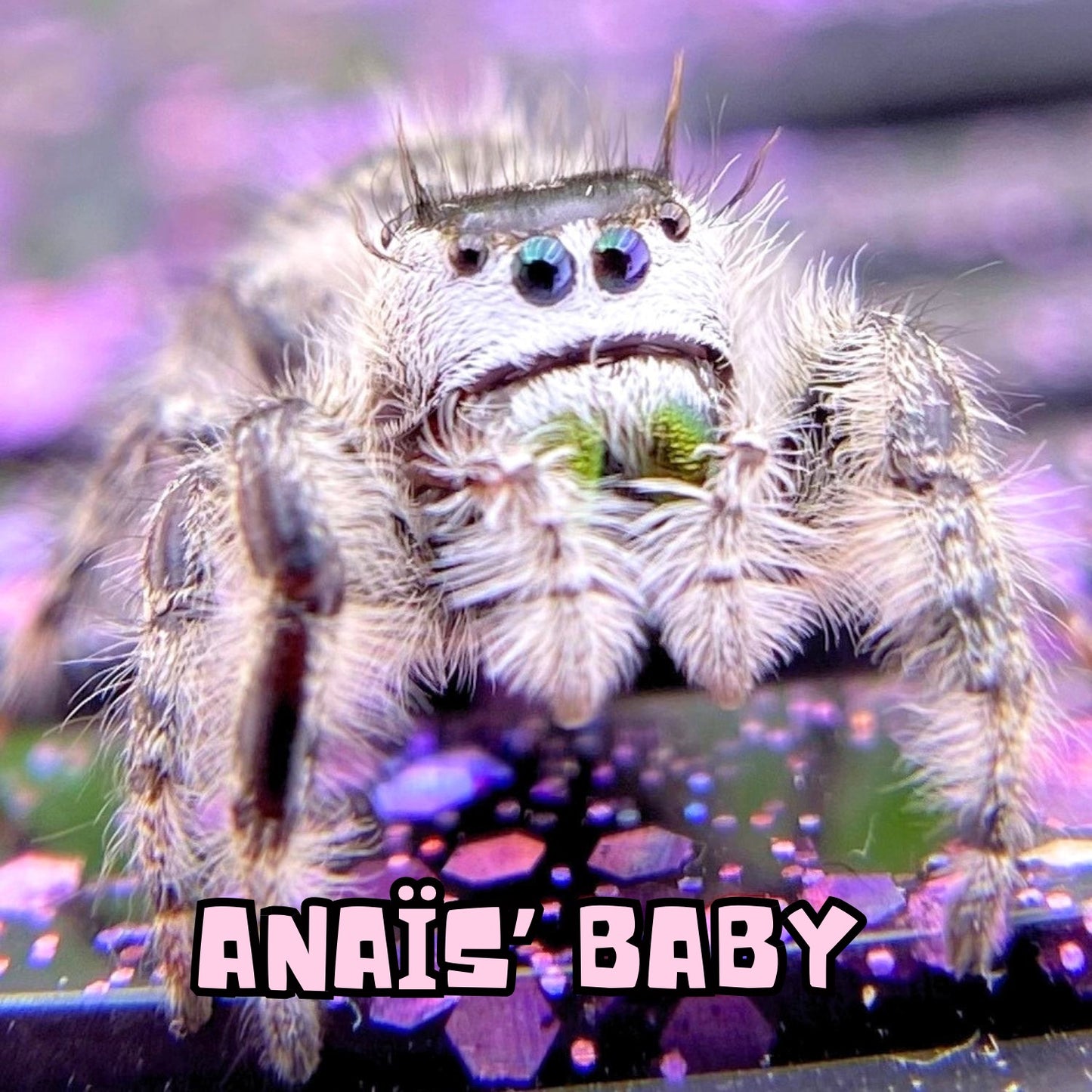 Anaïs, a white Phidippus otiosus female jumping spider and mother of this mystery pick pairing
