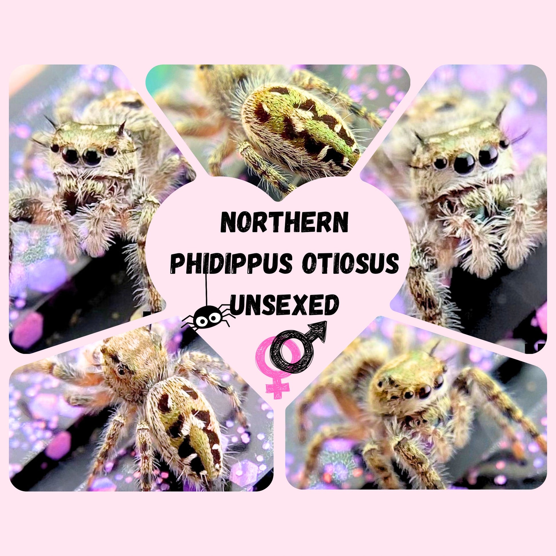 Examples of Phidippus otiosus jumping spiders for sale 