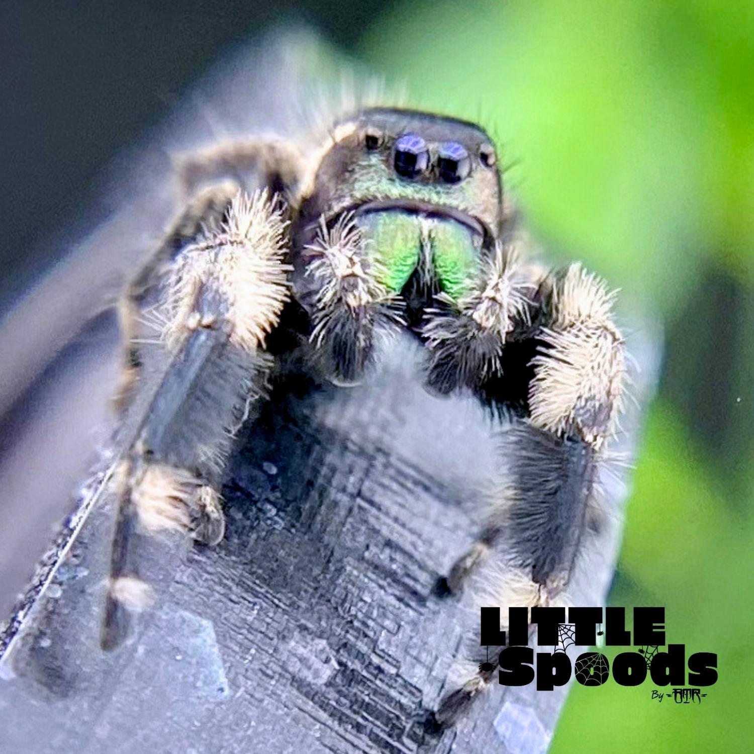 Close-up of Dom, a Phidippus otiosus male jumping spider with bright green chelicerae