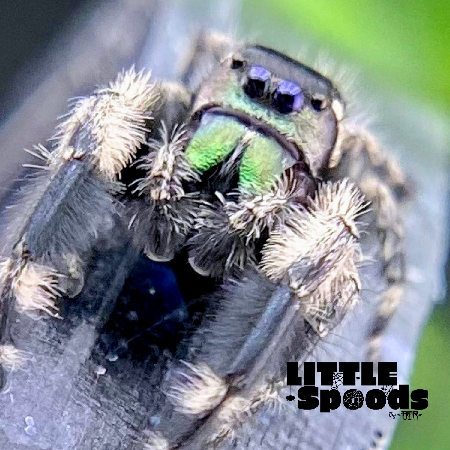 Phidippus otiosus male closeup