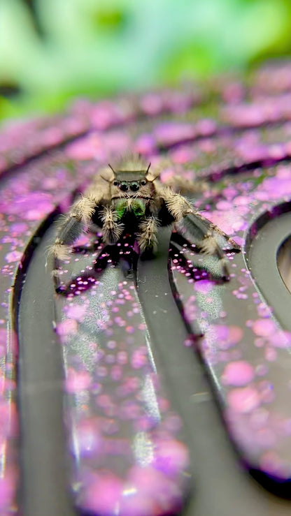 Phidippus Otiosus Mature Male (Canopy Jumping Spider) - ANAIS-1-6
