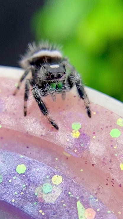 White Recessive Regal Jumping Spider Male i7 - ELVIRA-1-34