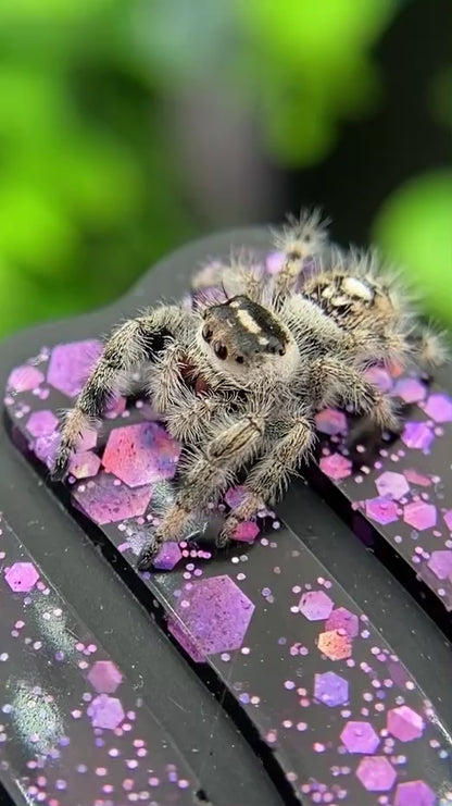 Dark & White Regal Jumping Spider Female i9 - ELVIRA-1-41